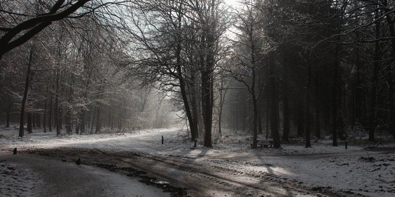 snowy forest