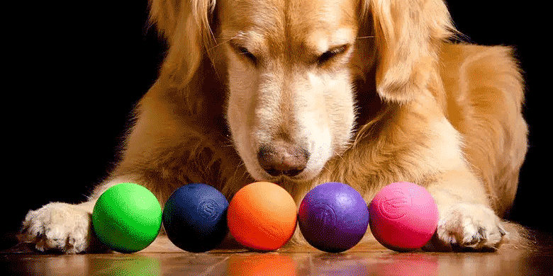 dog choosing colours