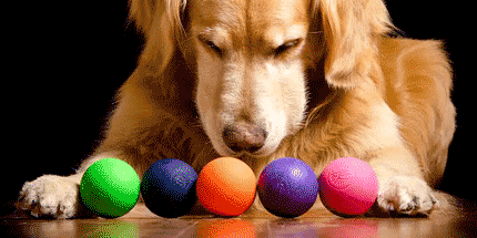 dog choosing colours