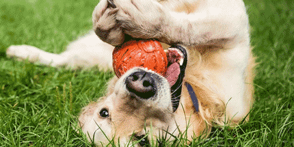 dog chewing on a toy